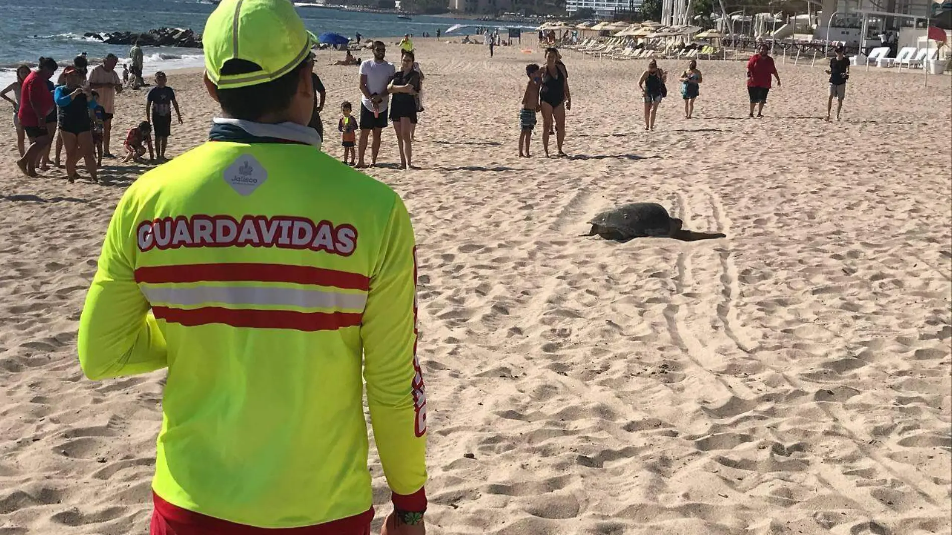 Tortuga salió a desovar en Puerto Vallarta